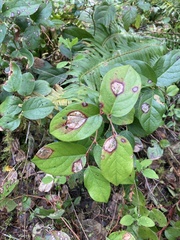 Cameraria gaultheriella