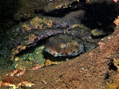 Aulohalaelurus labiosus