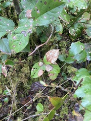 Cameraria gaultheriella