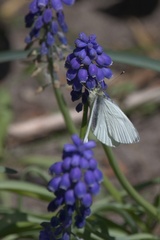 Pieris napi
