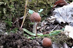 Psathyrella pseudovernalis