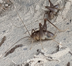 Ceuthophilus secretus