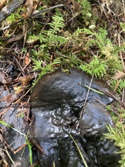 Pseudoplectania melaena