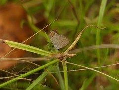 Eicochrysops messapus