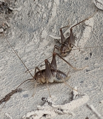 Ceuthophilus secretus