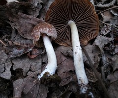Psathyrella pseudovernalis