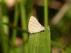 Hemiolaus caeculus
