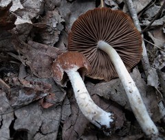 Psathyrella pseudovernalis