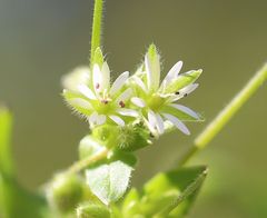 Stellaria ruderalis