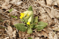 Primula veris