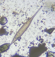 Hyalinonetrion gracillimum