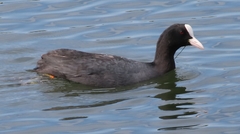 Fulica atra
