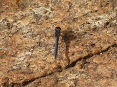 Trithemis furva