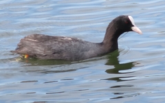 Fulica atra
