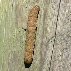 Noctua fimbriata