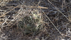 Coryphantha macromeris macromeris