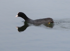 Fulica atra