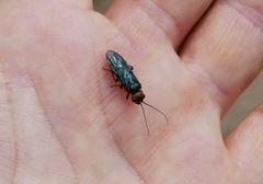 Acantholyda erythrocephala