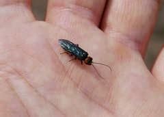 Acantholyda erythrocephala