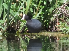 Fulica atra