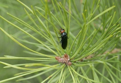 Acantholyda erythrocephala