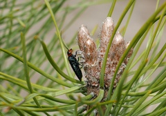 Acantholyda erythrocephala