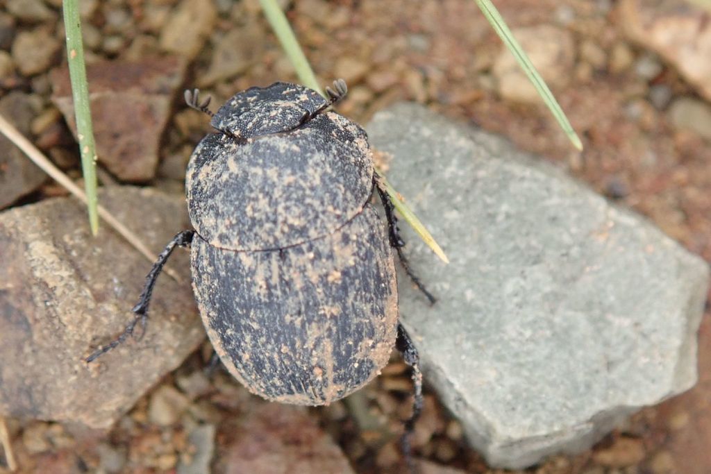 Epirinus striatus