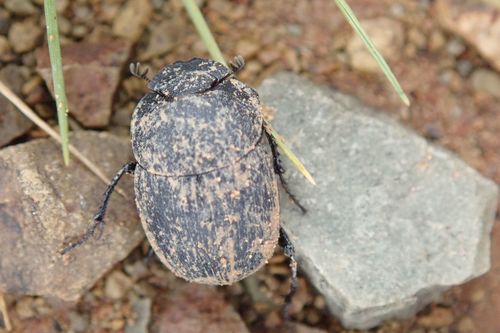 Epirinus striatus