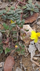 Helianthemum oelandicum
