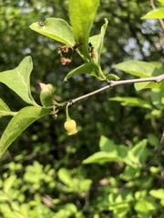 Diospyros armata