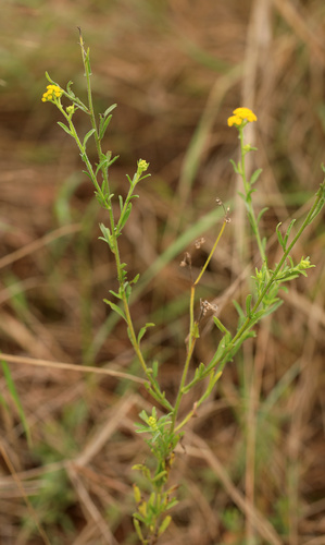 Image of Nidorella resedifolia by (c) Wynand Uys, some rights reserved (CC BY)