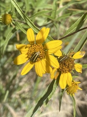 Astylus vittaticollis