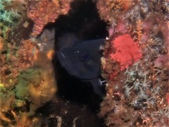 Acanthistius serratus