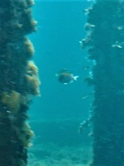 Chromis klunzingeri