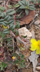 Helianthemum oelandicum
