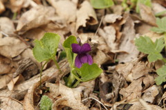 Viola odorata