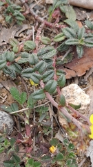 Helianthemum oelandicum
