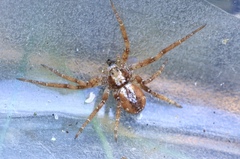 Philodromus collinus