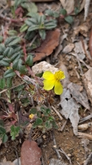 Helianthemum oelandicum