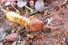 Hodotermes