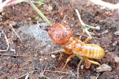 Hodotermes