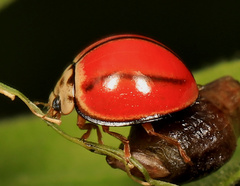 Declivitata olivieri