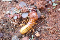 Hodotermes