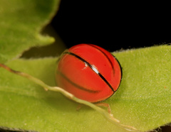 Declivitata olivieri