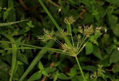 Cyperus distans