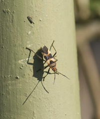 Oncopeltus unifasciatellus