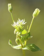 Stellaria ruderalis