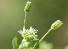 Stellaria ruderalis