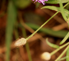 Parapolydora fastigiata
