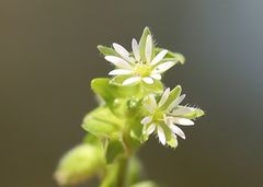 Stellaria ruderalis